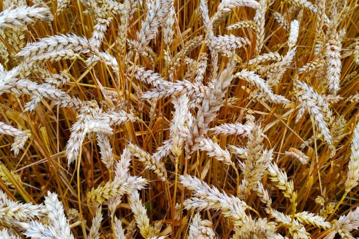 Пшеница в поле