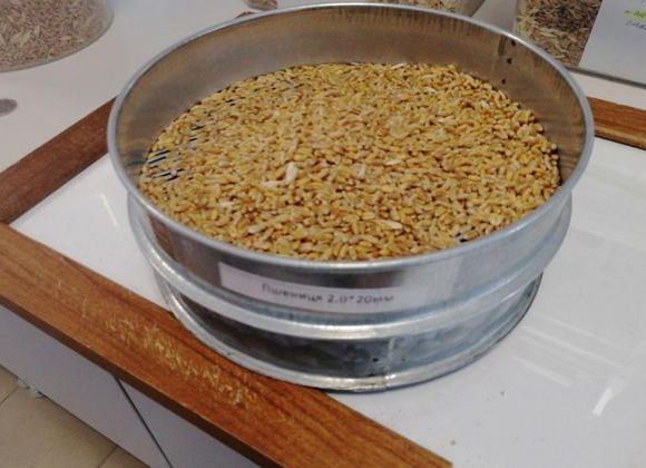 Образец пшеницы