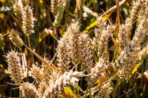 Цены на пшеницу в Украине снижались в течение недели