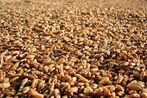 Пакистан законтрактовал партию пшеницы у LDC