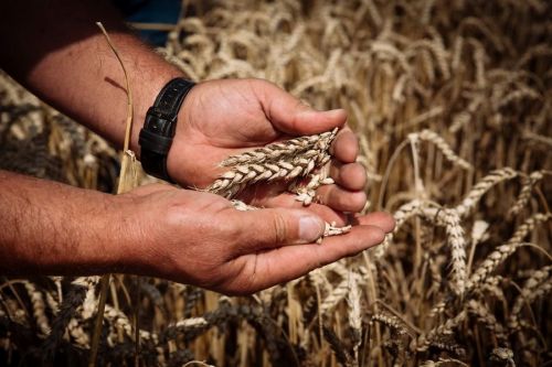 В поточному сезоні експорт українського зерна просів у 2 рази
