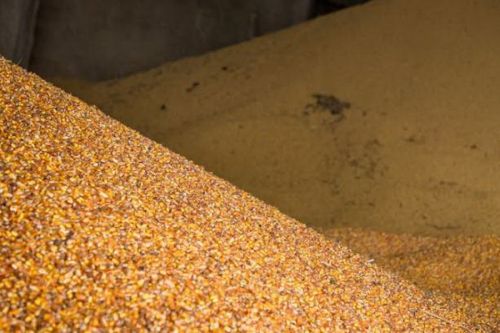 Китай за останні 3 тижні скасував купівлю більше 800 тисяч тонн американської кукурудзи