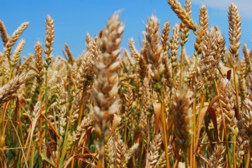 Китай шукає пшеницю по всьому світу і активно контрактує дешеві партії
