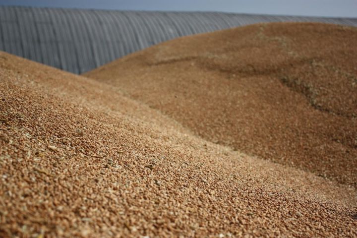 Прокуратура реєструє всі факти вивезення зерна із України в рф