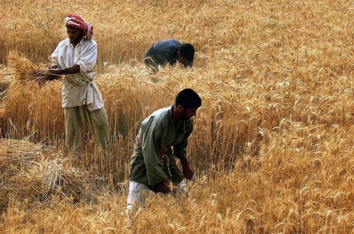На фоні війни в Україні Індія займає нові ринки для експорту своєї пшениці