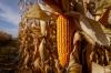 Головні факти про кукурудзу, що допомагають аграріям вибрати кращий час для продажу урожаю