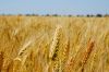 Події на зерновому ринку України не менш важливі, аніж воєнні