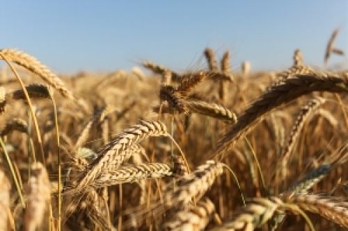 Опыт АГРОТРЕЙД: как увеличить производительность зерносушилки на 20%