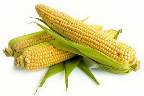 Травмирование зерна. Кукуруза и масличные 