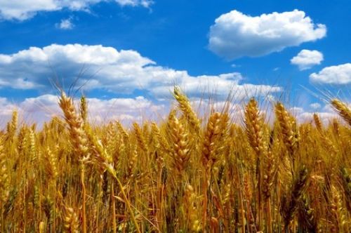 Динамика цен на мировом рынке зерновых с 26 по 30 июня