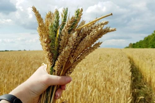 Врожай 2022: чи задовольняє пшениця потреби експортерів?