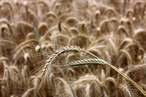 Сезон обмежень: На що розраховують українські виробники зерна 