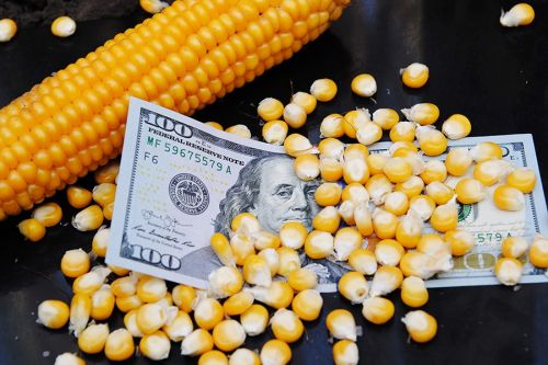 Формула Дюваля: як порахувати, наскільки зменшиться загальна маса зерна після сушіння