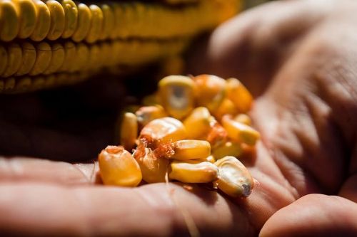 Розбираємо найпоширеніші стереотипи про сушіння зерна з фахівцями ТОВ «ЗЕРНОВИЙ ДІМ»