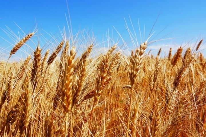 Итоги недели: Пшеница вверх с урожайностью вниз