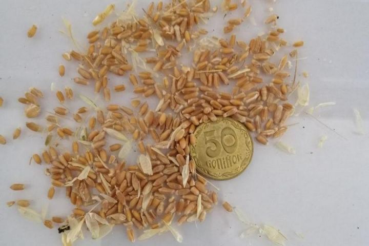 Как повысить натуру пшеницы на элеваторе?