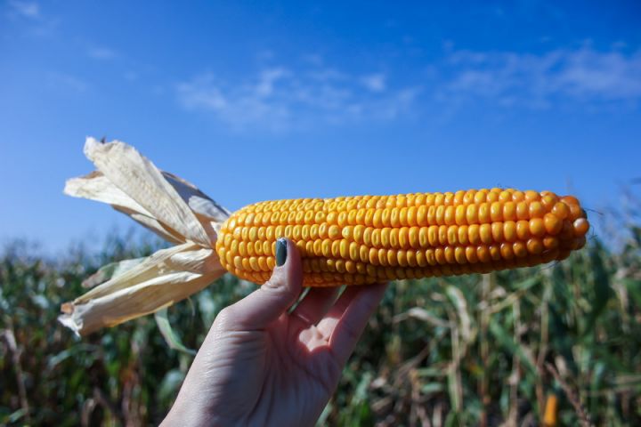Кукуруза-2020: полет в зоне турбулентности 