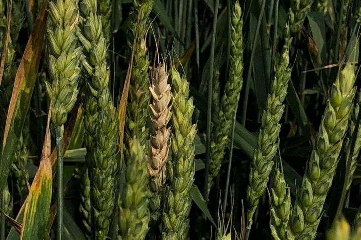 Фузариоз пшеницы: Как отличить больные зерна от розовоокрашенных и обесцвеченных
