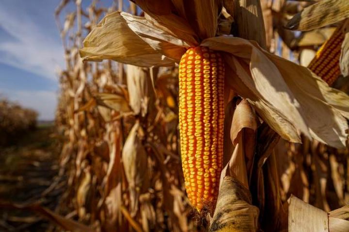 Глобальна кукурудза: тримати чи продавати царицю полів — Elevatorist.com