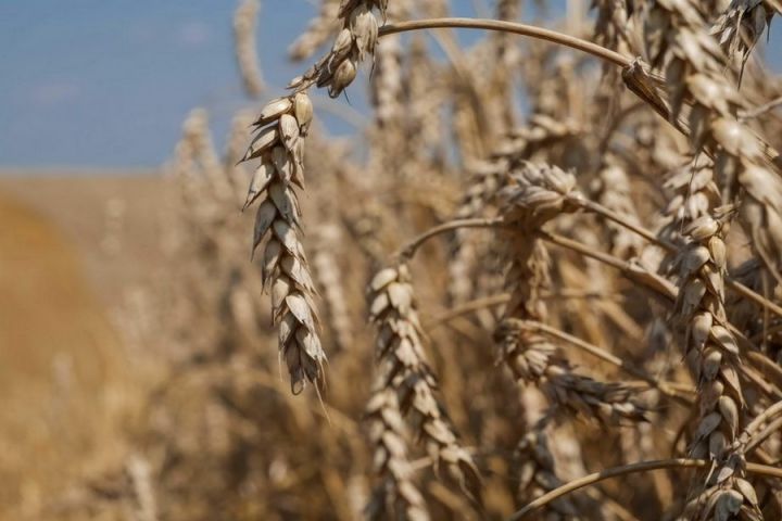 Експорт зерна у вересні: рекорди попри все