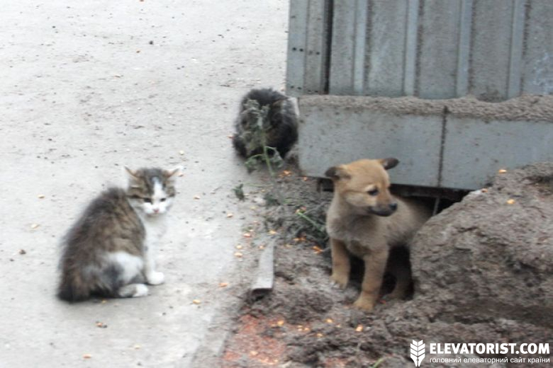 На элеваторе «Винницкой промышленной группы» кошки с собаками живут мирно. Им не сказали, что надо ссориться