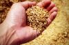 Продовольственная пшеница составила 45% из поступившего зерна на элеваторы Alebor Group
