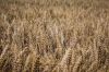 Переработчики снизили цены на фуражную пшеницу в Украине