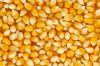 ТОП-15 компаний обеспечили 87% экспорта кукурузы в Украине