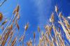 Саудовская Аравия законтрактовала на тенедере пшеницы меньше плана