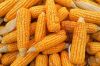 Южная Корея законтрактовала кукурузу у Cargill и Viterra