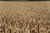 В Украине завершают уборку пшеницы