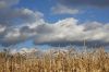 Затримка збиральної кампанії вплинула на вартість кукурудзи — аналітики 
