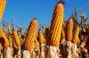 Експерти IGC оновили прогноз балансу кукурудзи в світі в 2021/22 МР