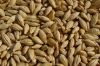 На Одечині викрили крадіжку зерна на 7 тисяч гривень