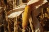 Китай призупинив імпорт української кукурудзи — аналітики 