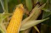 Досушування кукурудзи на полях може знищити врожай