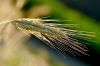Аналітик назвав причину низького попиту імпортерів на українське жито
