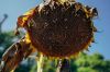 В Україні зросте виробництво насіння соняшника