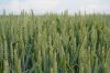 Зниження квоти на експорт російської пшениці може вплинути на ціни