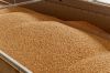 Скасування ліцензування експорту пшениці може підвищити ціни закупівлі на новий врожай