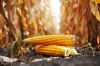 Через посуху ЄС може імпортувати 13 млн тонн кукурудзи з України  у цьому році 