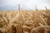 Пшениця врожаю 2022 року має більшу натурну вагу, аніж минулорічна — фахівець