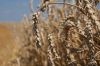 Продовольча пшениця на внутрішньому ринку здорожчала на 100 гривень