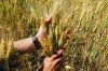 Війна змусила Україну спуститися на 2 сходинки у рейтингу світових виробників пшениці