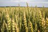 Обсяги січневого експорту українського зерна можуть скласти 5 млн тонн