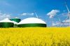 Українські зерновики все більще цікавляться глибокою переробкою — експерт