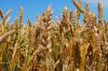 РФ збільшить прибутки після виходу світових зернотрейдерів з її ринку — аналітики