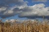 Урожай зерна в Україні не постраждає через вплив Ель-Ніньйо — аналітики