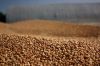 Група АГРОТРЕЙД у 2023 році експортувала майже 350 тисяч тонн зерна