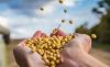 В Україні зібрано 4,74 млн т сої з середньою врожайністю 2,37 т/г